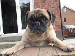 Kelakuan Anjing Pug yang Menggemaskan