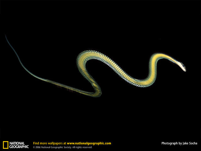 &#91;Flying Snake&#93; Ular Terbang