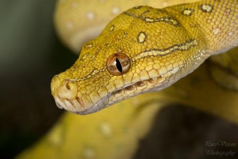 &#91;Flying Snake&#93; Ular Terbang