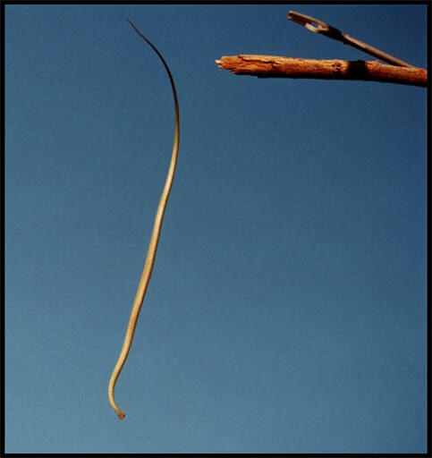 &#91;Flying Snake&#93; Ular Terbang