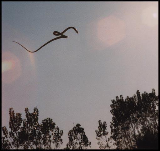 &#91;Flying Snake&#93; Ular Terbang