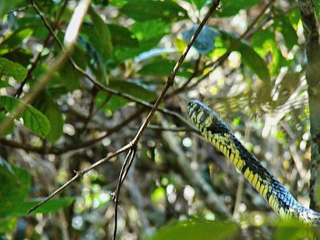 &#91;Flying Snake&#93; Ular Terbang