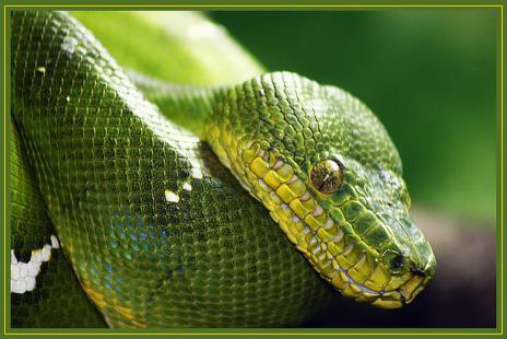 &#91;Flying Snake&#93; Ular Terbang