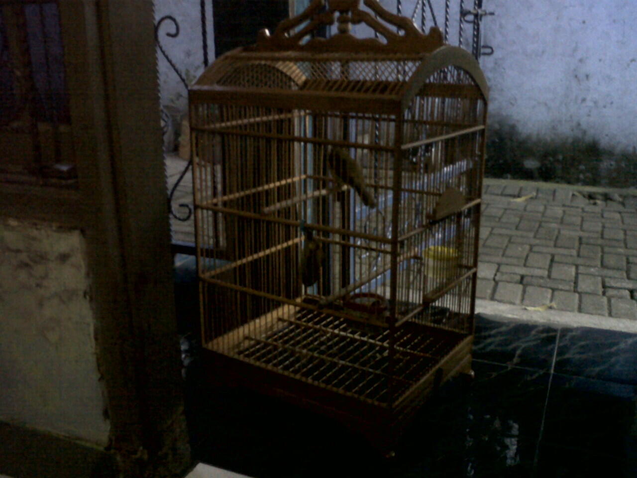 Cucak Jenggot Sumatra