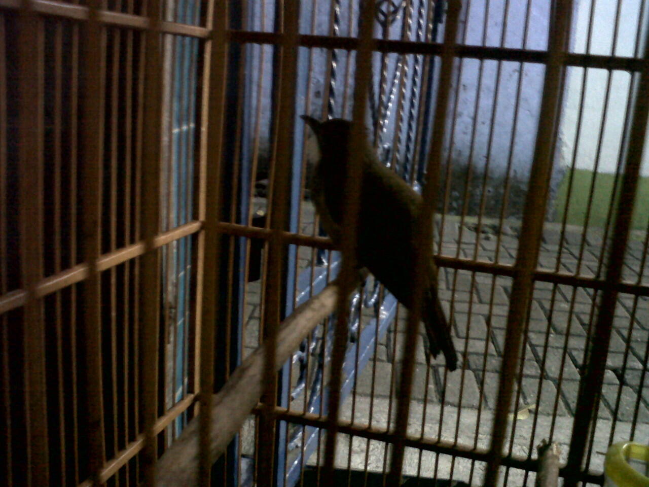 Cucak Jenggot Sumatra