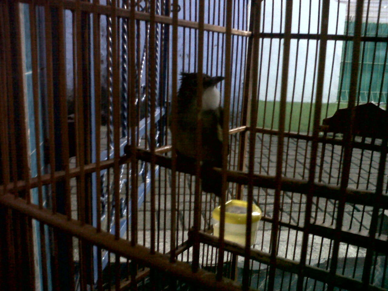 Cucak Jenggot Sumatra