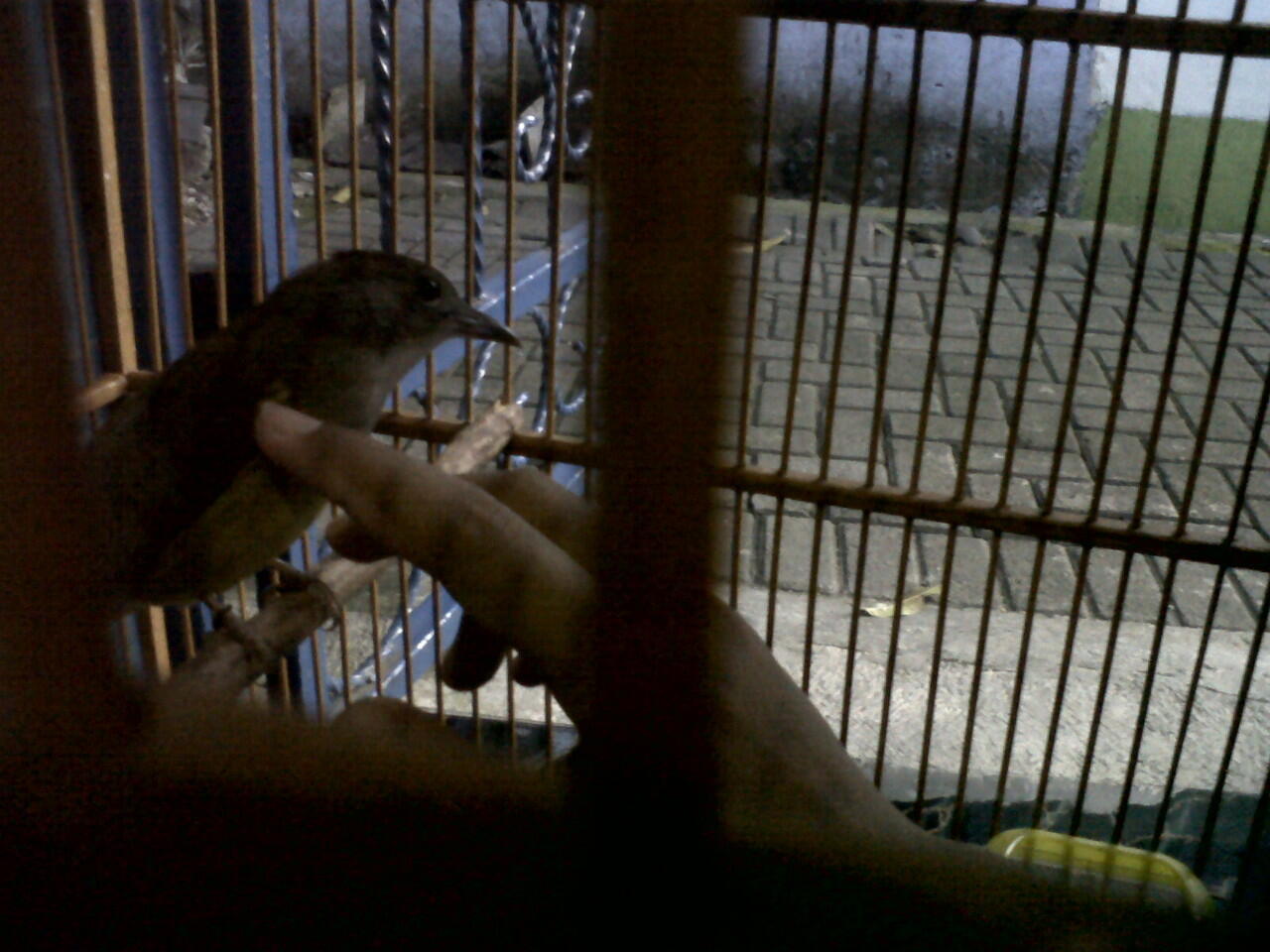 Cucak Jenggot Sumatra