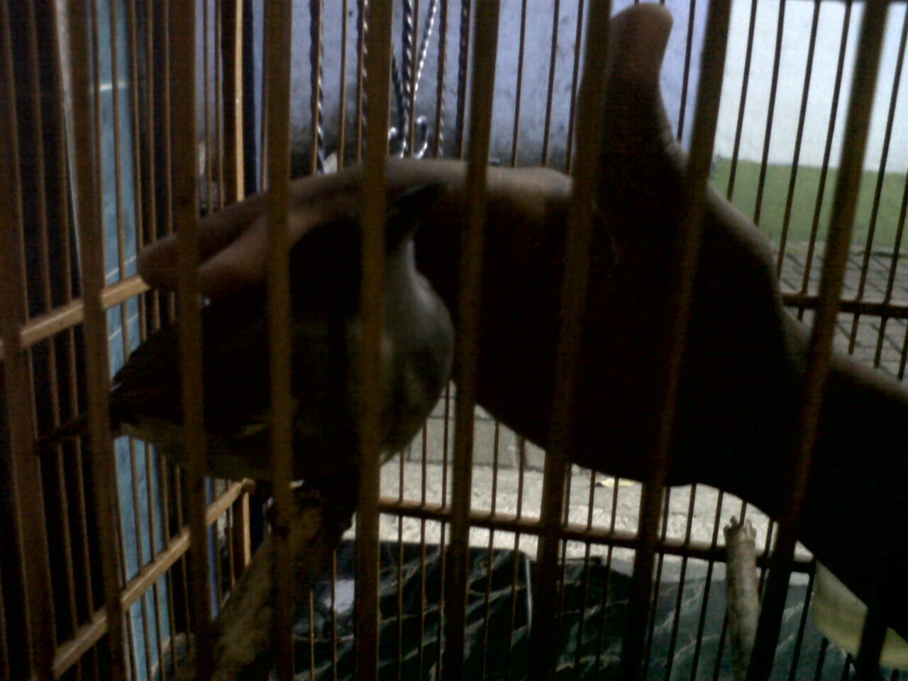 Cucak Jenggot Sumatra