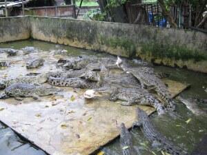 Penangkaran Buaya Terbesar Di Dunia Ada Dikota Medan