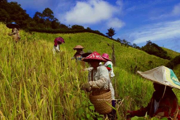 Indahnya Kampung Halaman 