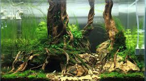 indahnya aquascape