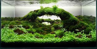 indahnya aquascape