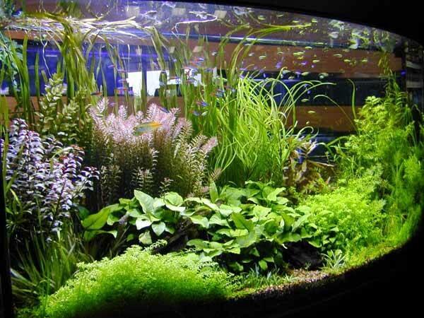 indahnya aquascape
