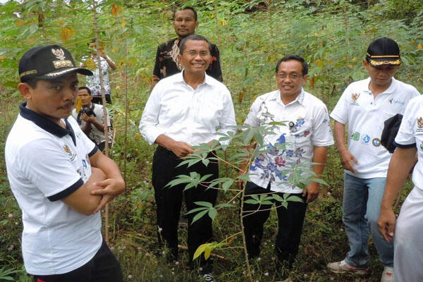 Menteri BUMN Nyelonong ke Kebun, Cabut Singkong