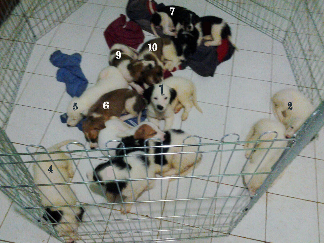 Adopsi anjing &#91;hibah&#93;