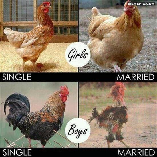 Kenyataan lewat ayam :ngakak