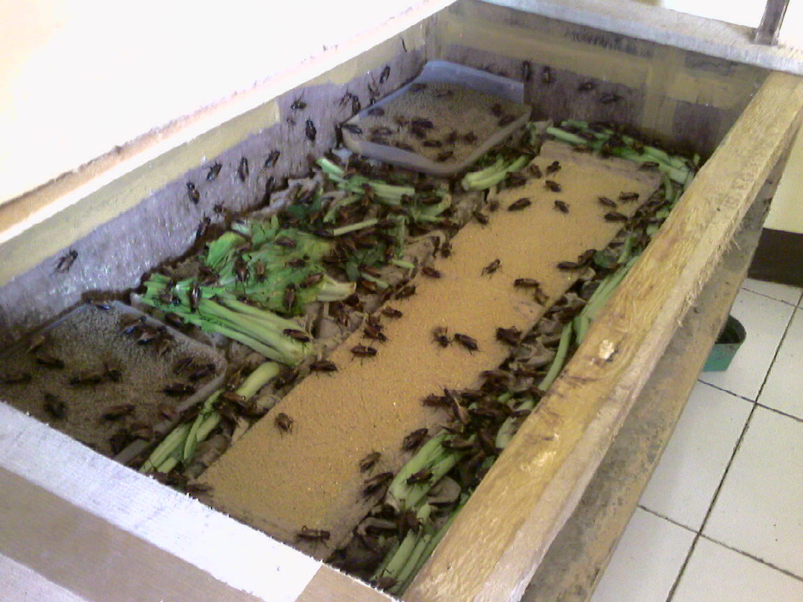 Jangkrik Pakan Burung