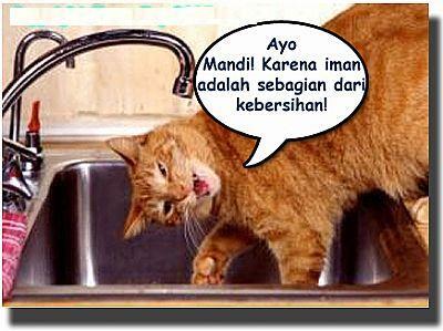 TIPS MEMANDIKAN KUCING DENGAN BENAR (pecinta kucing masupp!)