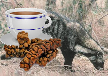 Sejarah kopi termahal di Dunia &quot;Kopi Luwak&quot;