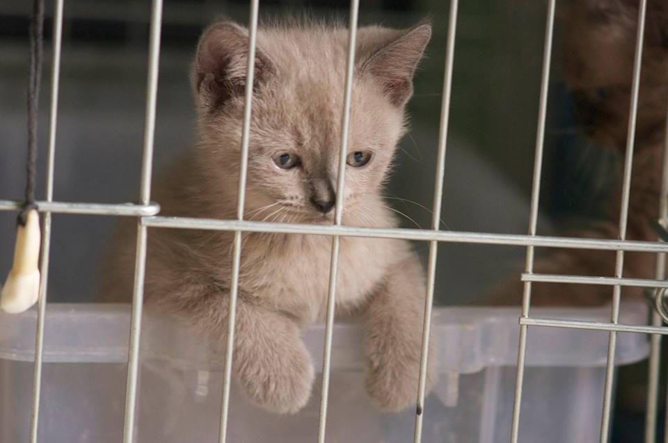 Kitten Himalayan Persia BU 2 bulanan