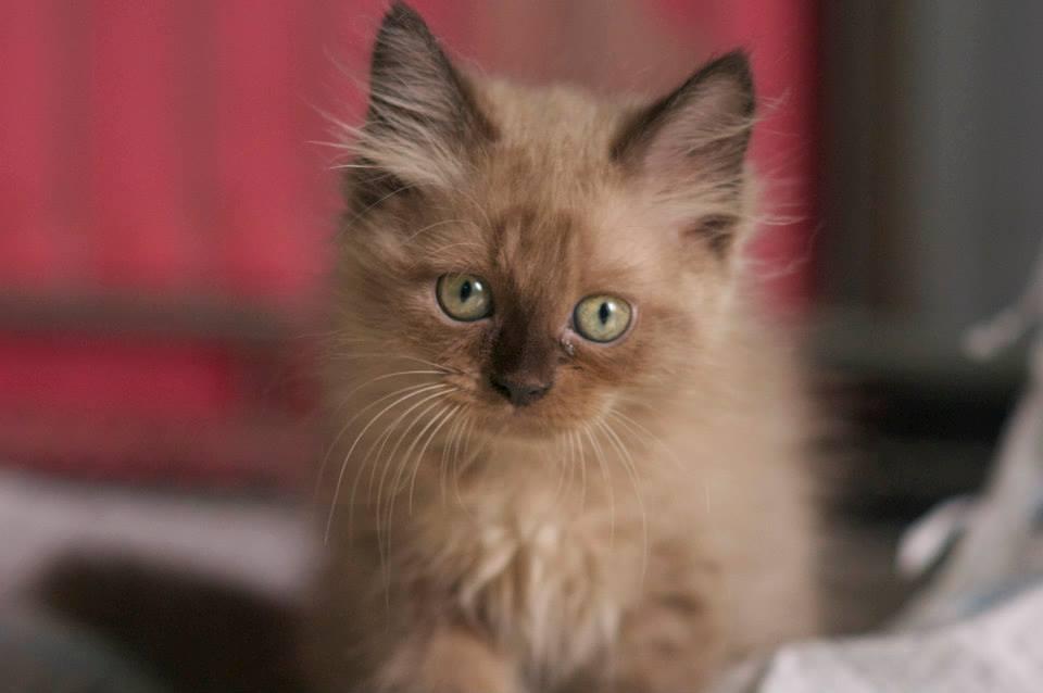 Kitten Himalayan Persia BU 2 bulanan