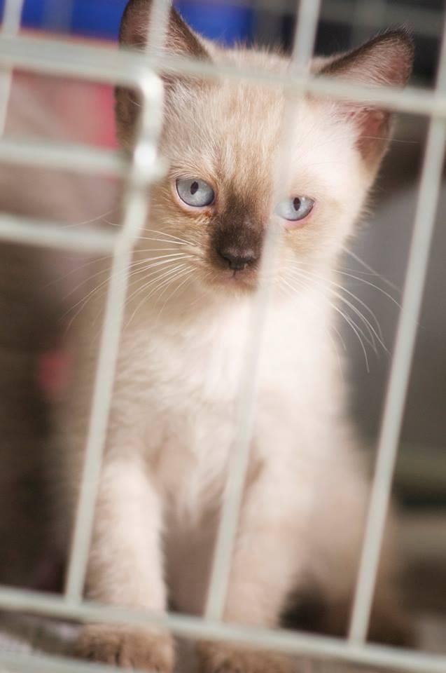 Kitten Himalayan Persia BU 2 bulanan