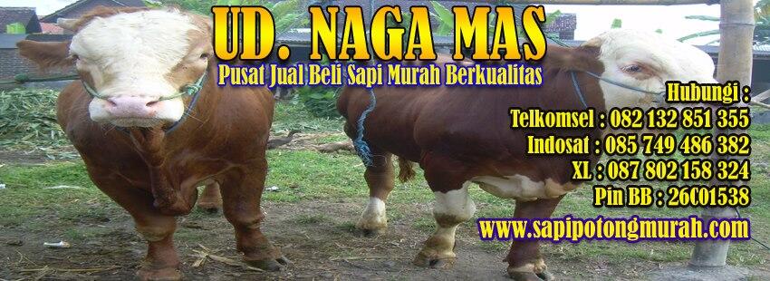 pengusaha sapi potong, sapi bakalan, yuk kumpul