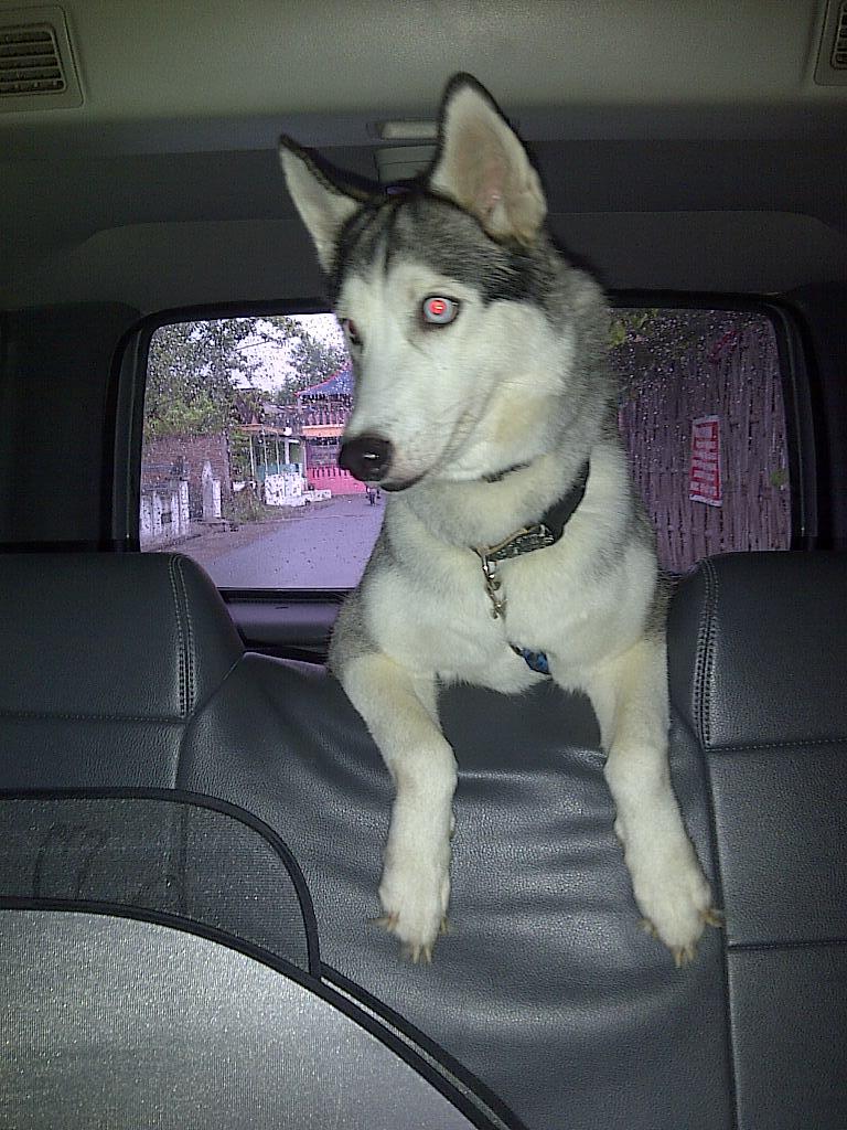 Siberian husky ane hilang gan.. padahal abis kawin..