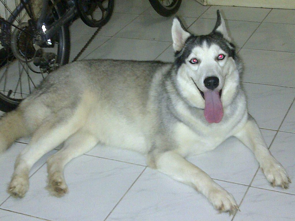 Siberian husky ane hilang gan.. padahal abis kawin..