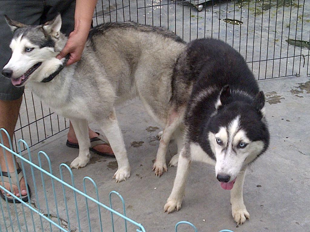 Siberian husky ane hilang gan.. padahal abis kawin..