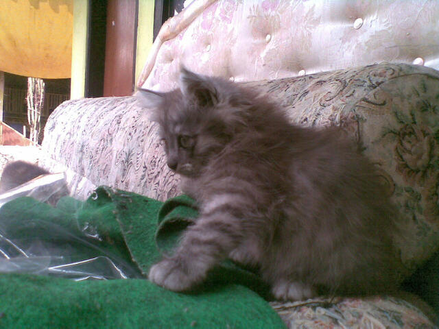 semi hibah kucing persia