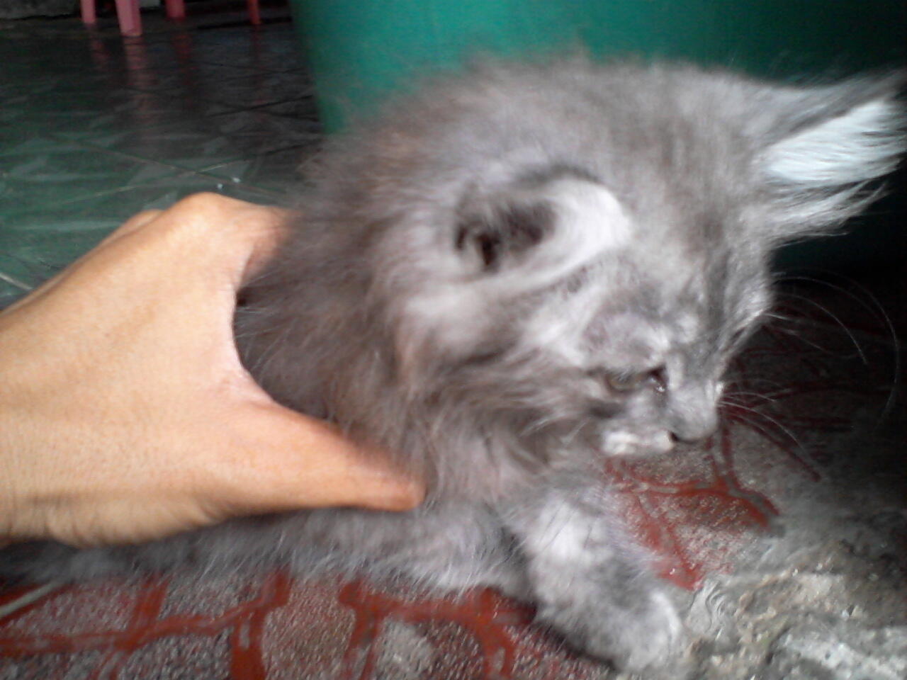 semi hibah kucing persia