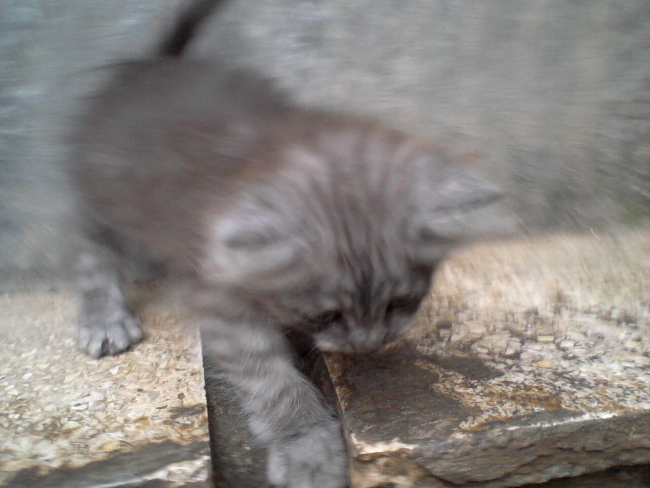 semi hibah kucing persia