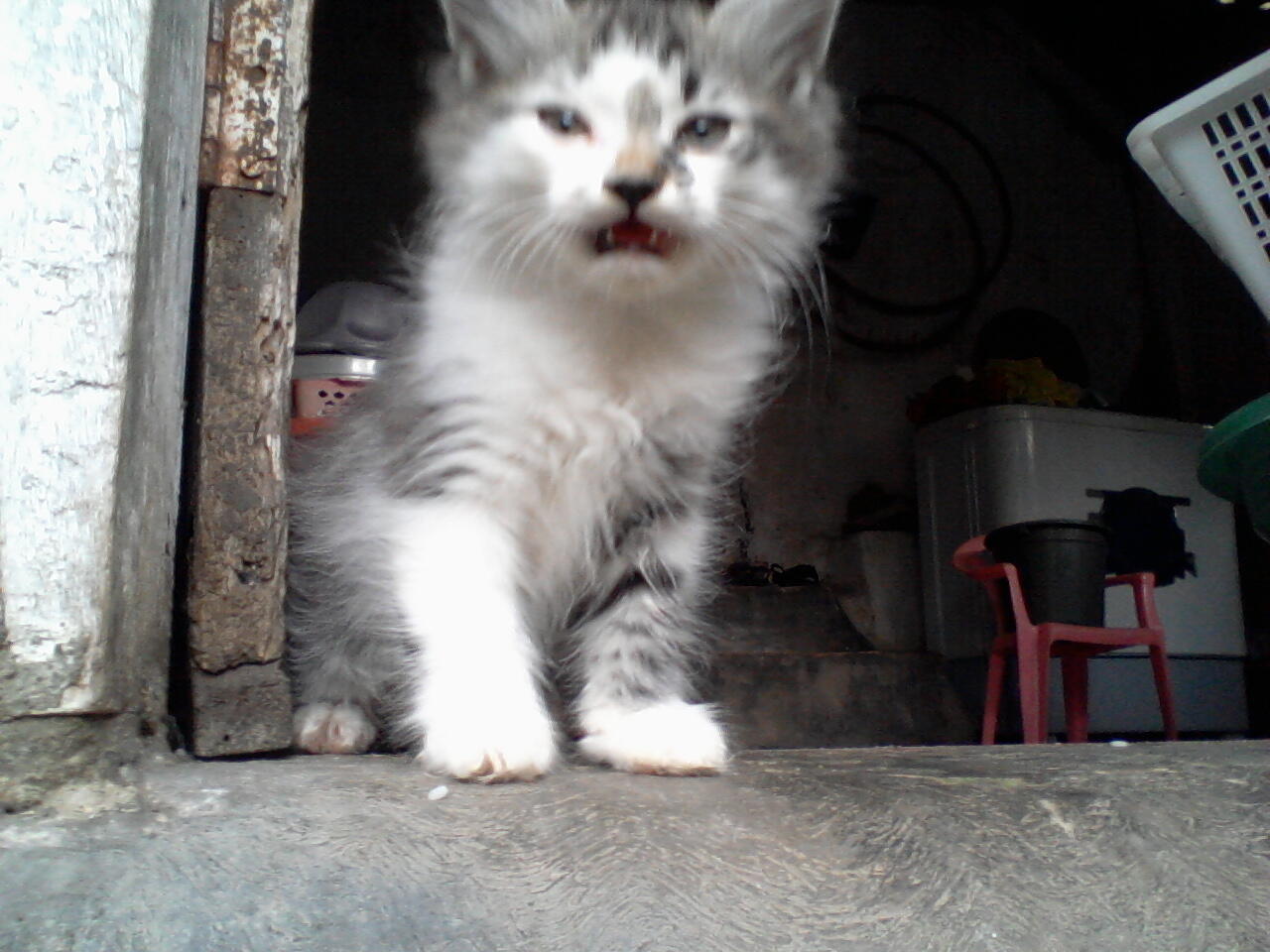 semi hibah kucing persia