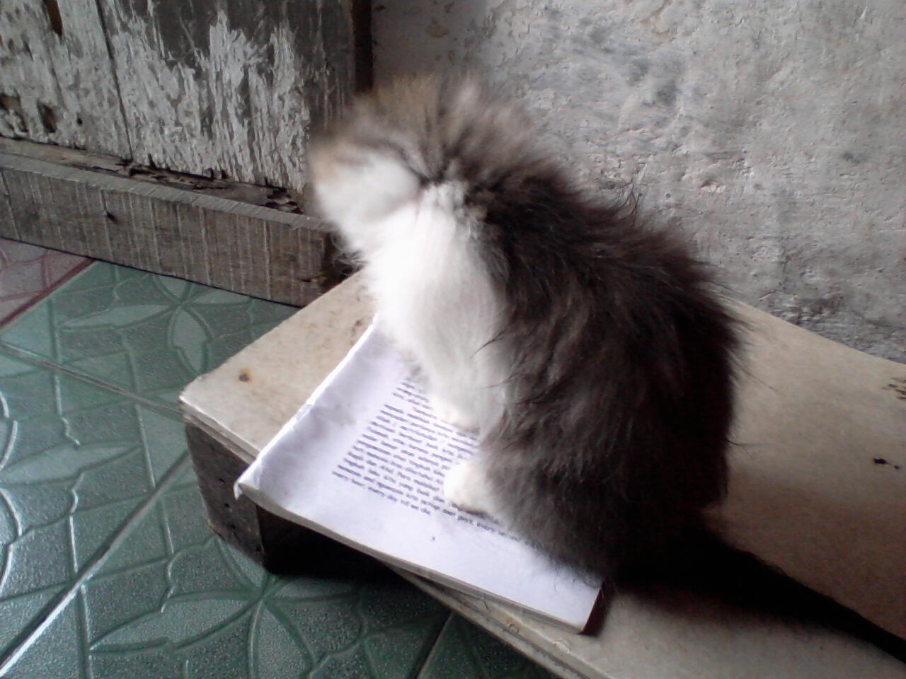 semi hibah kucing persia
