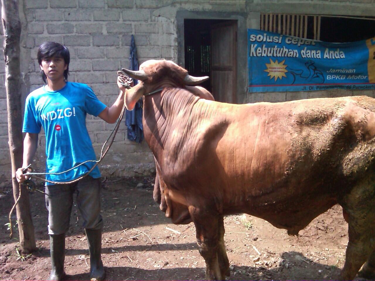 terjual jual sapi bakalan bibit brahman cros nego kaskus terjual jual sapi bakalan bibit brahman cros nego kaskus