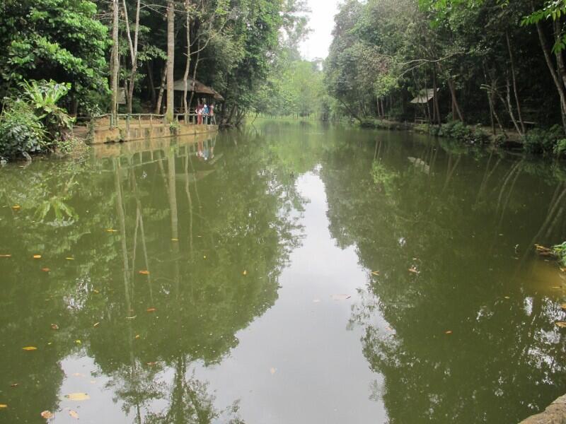 Ikan Arwana Raksasa di Hutan Wisata Batam, Gan