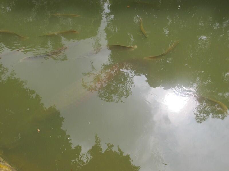 Ikan Arwana Raksasa di Hutan Wisata Batam, Gan