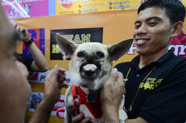 anjing ini kehilangan moncong gara-gara aksi penyelamatan (kasihan gan)