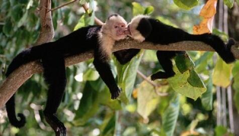Hewan ini menarik lawan jenis menggunakan urin [pic+]