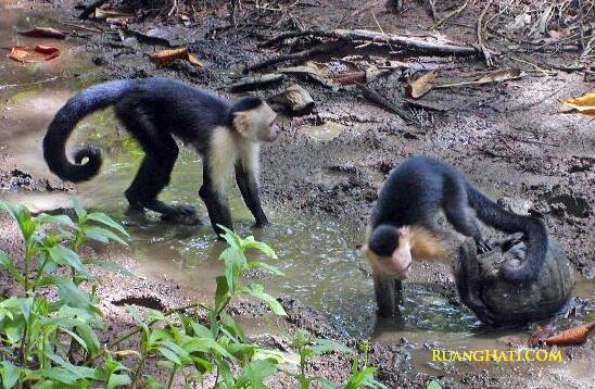 Hewan ini menarik lawan jenis menggunakan urin [pic+]