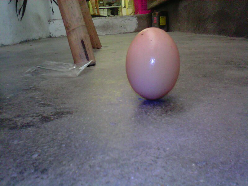 telur berdiri gan