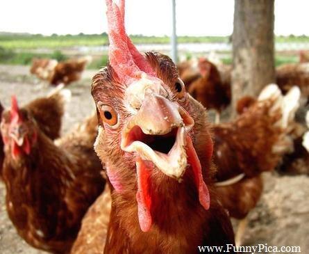 Mengapa Ayam Jantan Suka Berkokok?