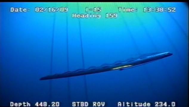 Penampakan Oarfish Salah Satu Ikan
Terpanjang di Dunia