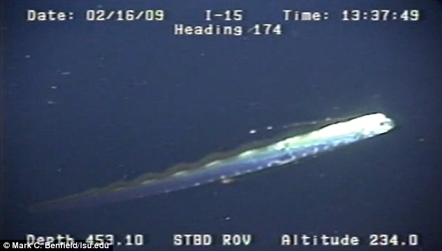 Penampakan Oarfish Salah Satu Ikan
Terpanjang di Dunia
