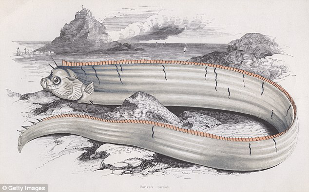 Penampakan Oarfish Salah Satu Ikan
Terpanjang di Dunia