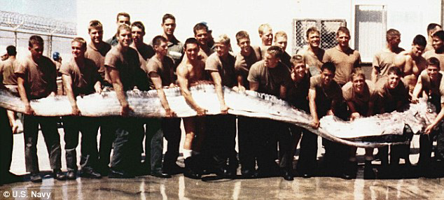 Penampakan Oarfish Salah Satu Ikan
Terpanjang di Dunia