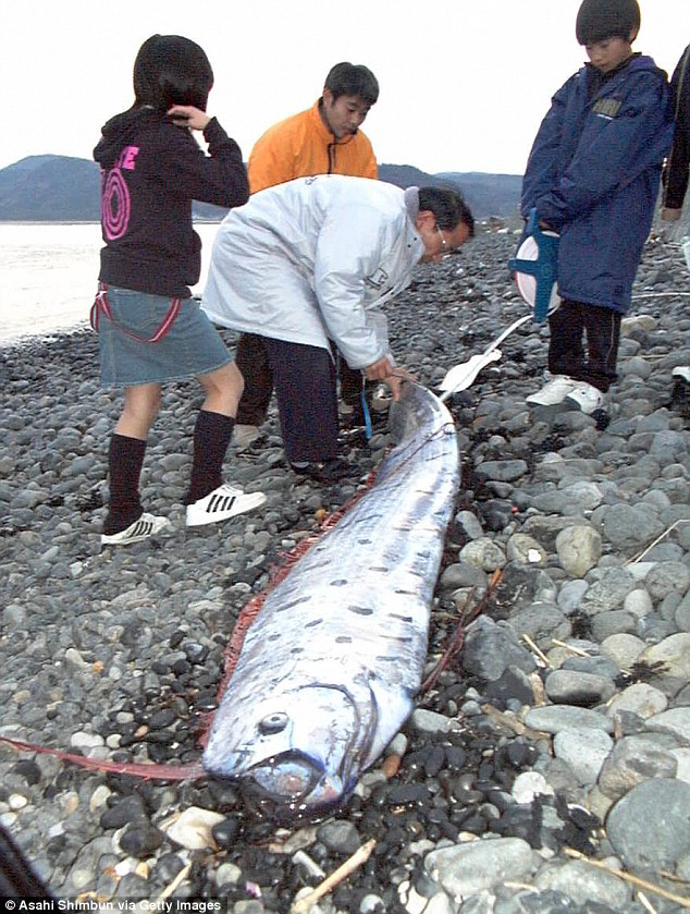 Penampakan Oarfish Salah Satu Ikan
Terpanjang di Dunia