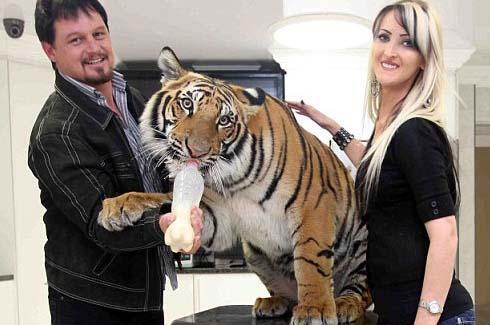 Pria Ini Pelihara Harimau Yang Lucu dan Manja
