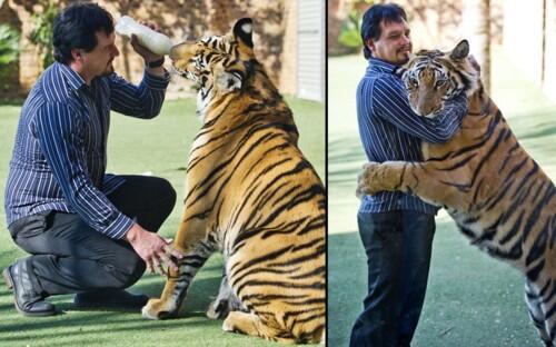 Pria Ini Pelihara Harimau Yang Lucu dan Manja
